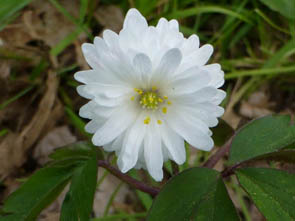 Anemone nemorosa 'alba plena'